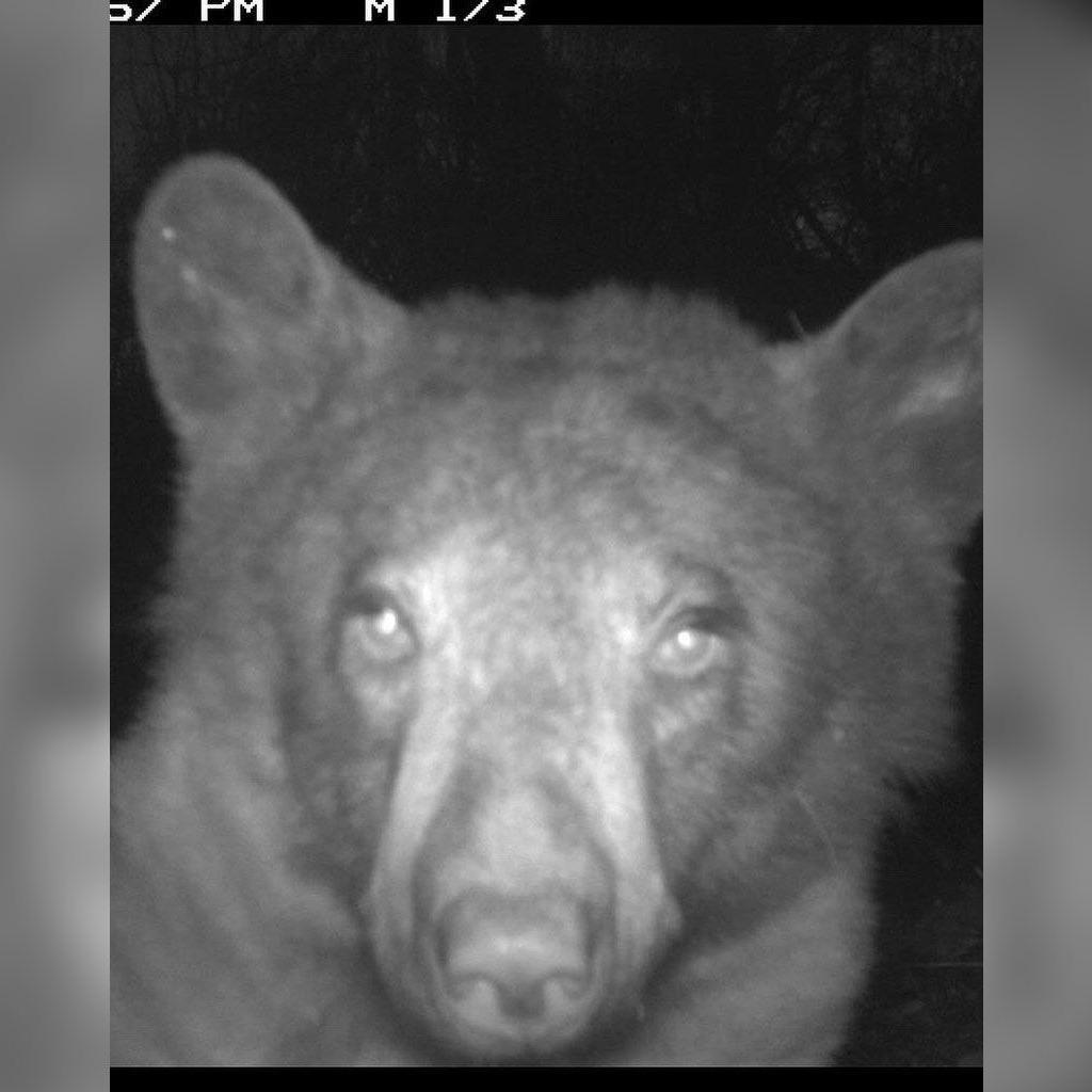 Colorado wildlife camera accidentally captures hundreds of adorable 'bear selfies'
